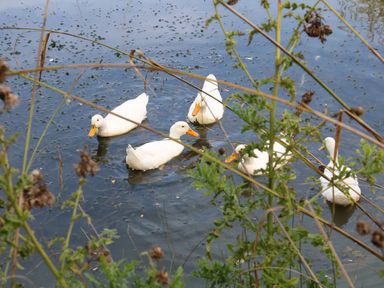 Ducks swimming in a pond surrounded by vegetation at Herbie's Shepherds Hut at Shepherds Lodge Retreat and Wellness Bottesford near Redmile and Vale of Belvoir