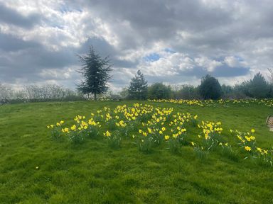 A garden with daffodils and trees at Herbie's Shepherds Hut at Shepherds Lodge Retreat and Wellness, Bottesford near Redmile and Vale of Belvoir