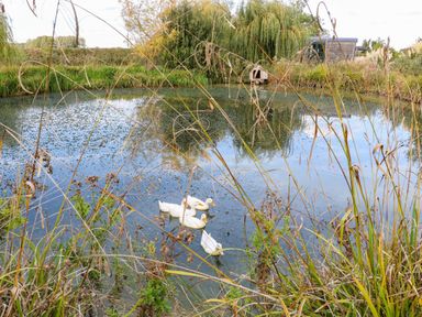 A pond with ducks and tall grass at Poppie's Shepherds Hut at Shepherds Lodge Retreat and Wellness, Bottesford near Redmile and Vale of Belvoir