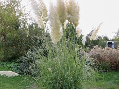 A garden with pampas grass and a shed at Poppie's Shepherds Hut at Shepherds Lodge Retreat and Wellness in Bottesford near Redmile and Vale of Belvoir