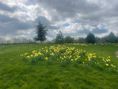 Daffodils in a garden at Poppie's Shepherds Hut at Shepherds Lodge Retreat and Wellness Bottesford near Redmile and Vale of Belvoir