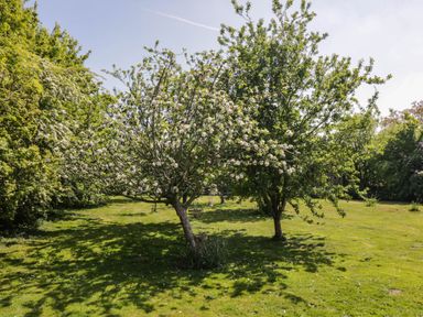 A garden with two flowering trees and grass surrounded by other trees at Home Farm Barn in Todenham near Moreton-In-Marsh