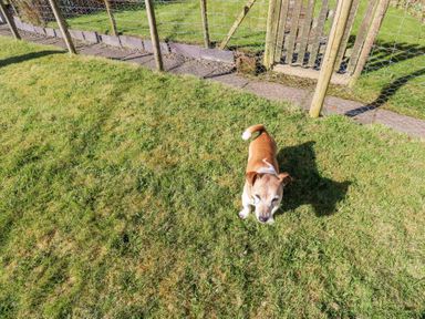 A small dog standing on grass near a wire fence and wooden gate at 1 Brookside in Warcop