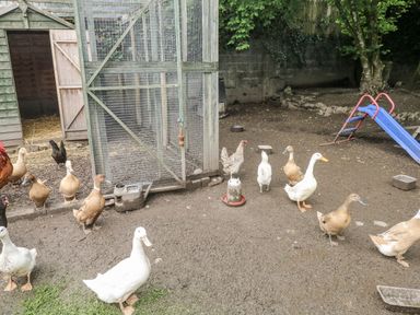 A group of ducks and hens in a yard with a chicken coop at The Hamper in Felingwm near Carmarthen