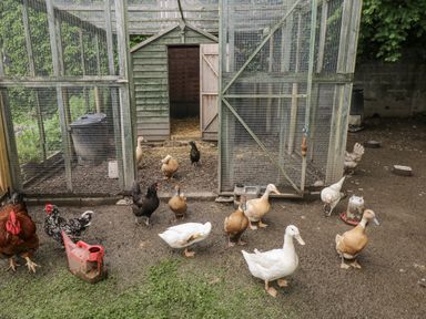 An outdoor area with ducks and chickens near a coop at The Hamper in Felingwm near Carmarthen