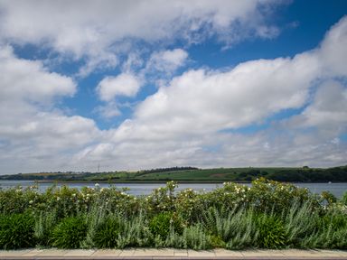 A view of a river with green bushes and plants in the foreground and fields with trees on the opposite bank at Curlew House in Cosheston