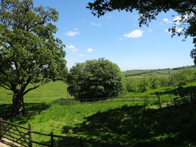 A green field with trees and wooden fences under a blue sky at Swallows Reach in Halwell