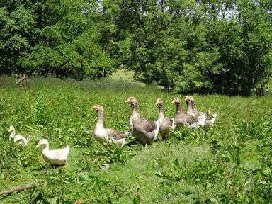 A group of geese and ducks standing on grassy field with trees in the background at Swallows Reach in Halwell