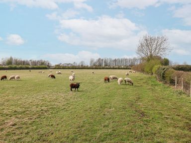 A grassy field with sheep grazing near trees and a hedge at The Barn - Poplar Farm in Lower Dunsforth near Boroughbridge