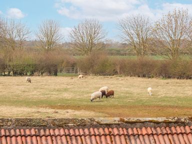 A field with sheep grazing behind a tiled roof and leafless trees at The Barn - Poplar Farm in Lower Dunsforth near Boroughbridge