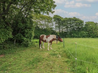 A brown and white horse standing by a wire fence in a grassy field with trees in the background at The Packing House in Rosudgeon