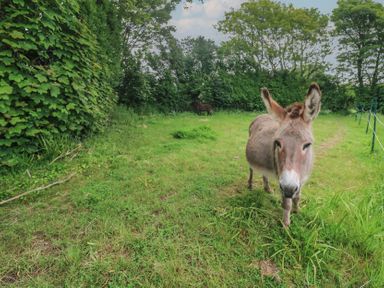 A donkey standing in a grassy field with trees and bushes at The Packing House in Rosudgeon