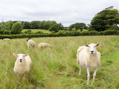 A field with sheep grazing at Under Oak Pod in Totnes