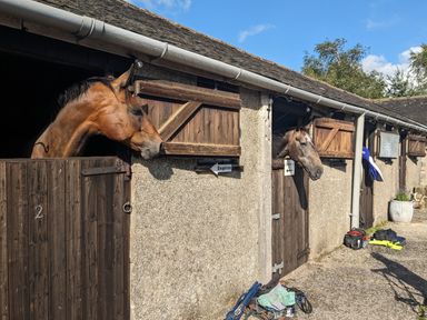 Two horses in stables at The Little Farmhouse in Carnforth