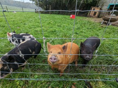 Four pigs in a pen with grass at The Little Farmhouse in Carnforth