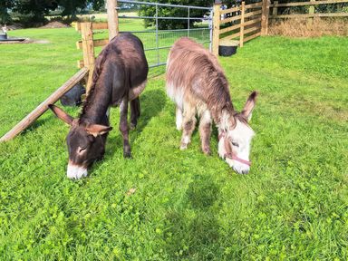Two donkeys grazing on grass in a fenced grassy area at Cych Cottage Cardigan Near Cenarth
