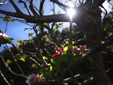Tree branches with green leaves and pink flowers with sunlight in the background