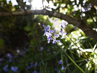 A close up of bluebell flowers under tree branches in a garden at Northern Lights in Polzeath