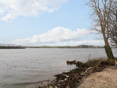 A lakeshore with trees and bushes by the water at Dock at Dominic's in Ballyheerin near Downings