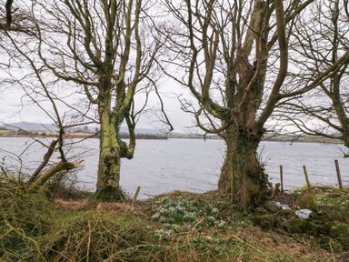 A lake with bare trees and grass in the foreground at Dock at Dominic's Ballyheerin near Downings