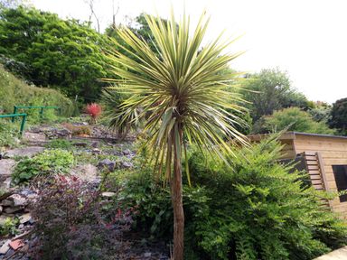A garden with various plants including palm trees and bushes next to a wooden shed at Buzzards View in Dyserth