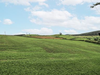 A grassy field with trees and power lines at Old Cottage in Oxen Park near Ulverston