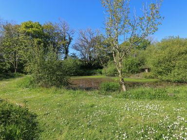A pond surrounded by grass trees and bushes under a clear blue sky at Chapel Hill House Chapel Hill near Pembroke