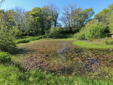 An outdoor pond with lily pads surrounded by trees and grass at Chapel Hill House in Chapel Hill near Pembroke