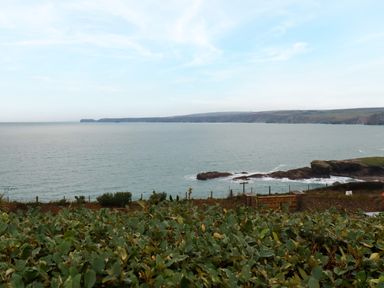 A coastal view with shrubs in the foreground and cliffs in the distance at Blue Horizon in Port Isaac
