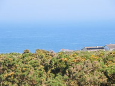 A view of green bushes with yellow flowers and houses with a large body of water in the background at Little Victory in Pendeen