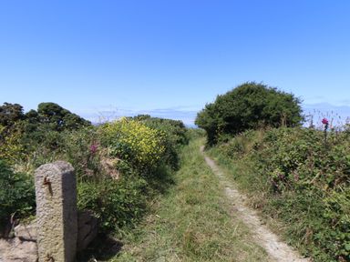 A narrow dirt path with grass and wildflowers on both sides under a blue sky at Little Victory in Pendeen