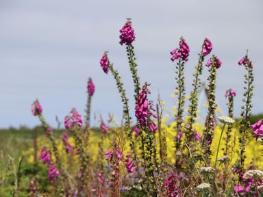 A field with tall purple flowers and some yellow flowers in the background under a partly cloudy sky