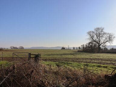 A field with tracks and trees under a clear sky at Curlew Cottage in North Curry near Taunton