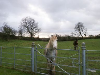 A grassy field with two horses behind a metal gate and leafless trees in the background at Ynys Uchaf Near Benllech