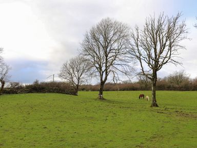 A grassy field with leafless trees and two grazing horses near Ynys Uchaf Near Benllech