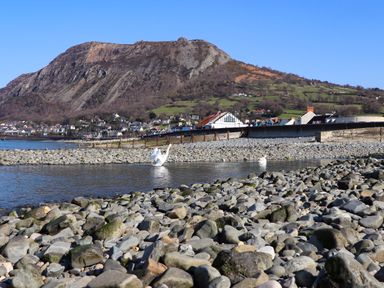 A rocky shoreline with water and swans near buildings and a mountain in the background at Riverwash Cottage in Dwygyfylchi