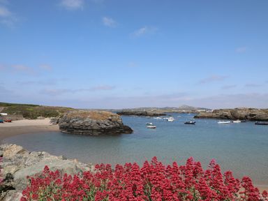 A coastal scene with red flowers in the foreground rocks and boats in the water at Seaddler in Trearddur Bay