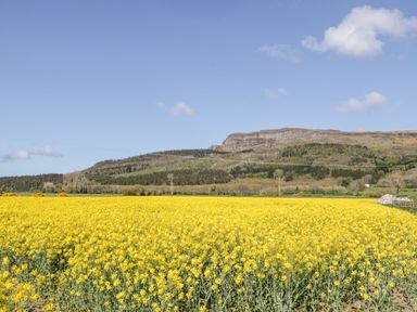 A field of yellow flowers with hills and trees in the background at Whiskey Creek Cabin in Castlerock