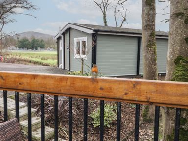 A bird sitting on a wooden railing with a cabin and trees in the background at Hexagon Hut - Dec Update in Dungiven Londonderry