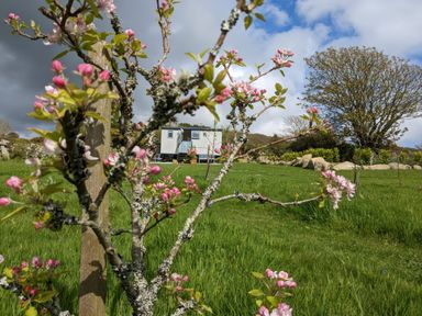 A blossoming tree branch in a grassy field with a small building and trees in the background at Teg in Prospidnick near Porthleven