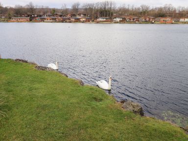 Two swans swimming near a grassy lake shore with wooden houses and trees in the background at Otters Reach near Carnforth