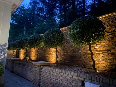 A row of round shaped trees with twisted trunks against a brick wall with lights at Hunters Moon in Charlestown