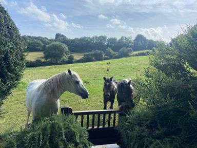 Three horses standing near a gate in a green field with trees in the background at Hunters Moon in Charlestown