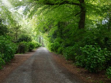 A gravel path lined with green bushes and trees forming a canopy at Hunters Moon in Charlestown