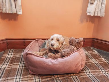 A dog lying in a pink dog bed with a teddy bear on a plaid carpet in a room with peach walls and curtains at Old Farm Cottage in Woolacombe