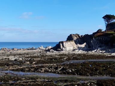 A rocky coastline with tide pools and a tree on a cliff overlooking the ocean