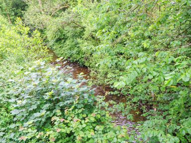 A river surrounded by bushes and trees at The Old Creamery in Ffairfach
