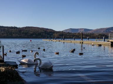 A lake with swans and ducks near a wooden dock and hills in the background at Lily Rose Lodge in White Cross Bay near Troutbeck Bridge