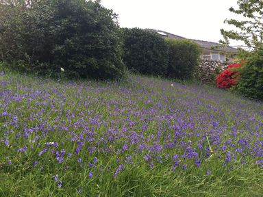 A field of purple flowers with bushes and a stone wall in the background at Bryn Awelon Harlech