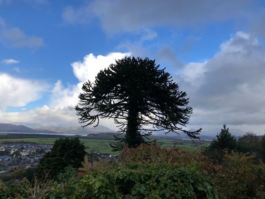 A view of a tree with a wide spread canopy overlooking a town and green fields under a partly cloudy sky at Bryn Awelon in Harlech